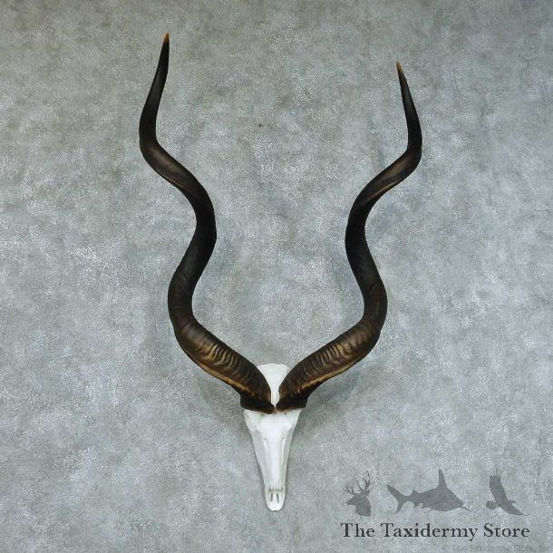 African Kudu Skull & Horn European Mount #13446 For Sale @ The Taxidermy Store