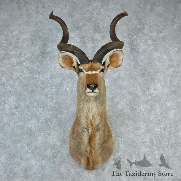 African Greater Kudu Taxidermy Shoulder Mount #12663 For Sale @ The Taxidermy Store