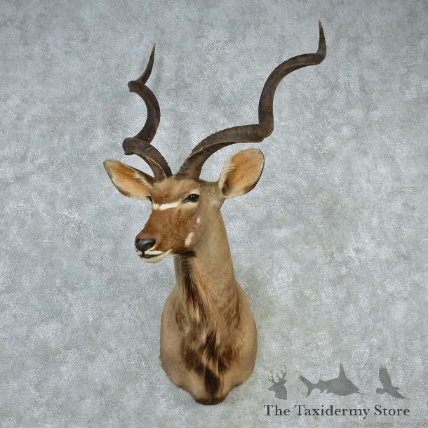 African Greater Kudu Taxidermy Shoulder Mount #12664 For Sale @ The Taxidermy Store