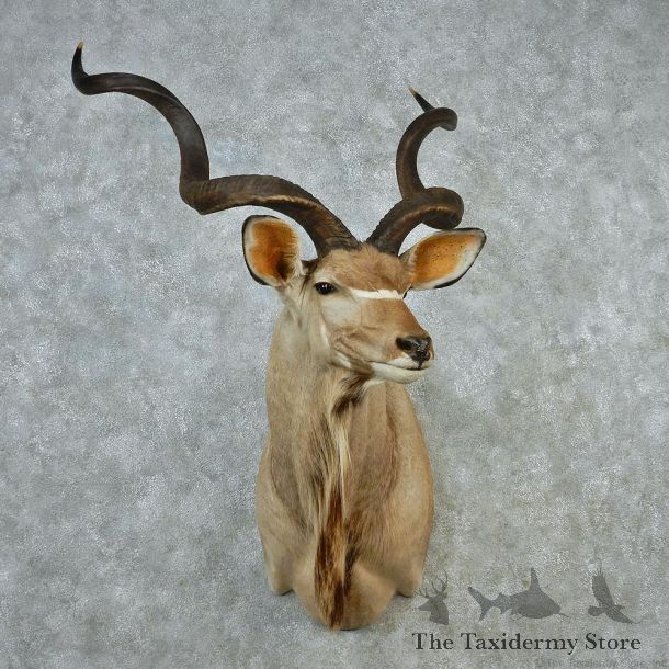African Greater Kudu Taxidermy Shoulder Mount #12665 For Sale @ The Taxidermy Store
