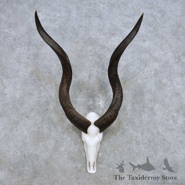 Kudu Skull Horn European Mount For Sale #14285 @ The Taxidermy Store