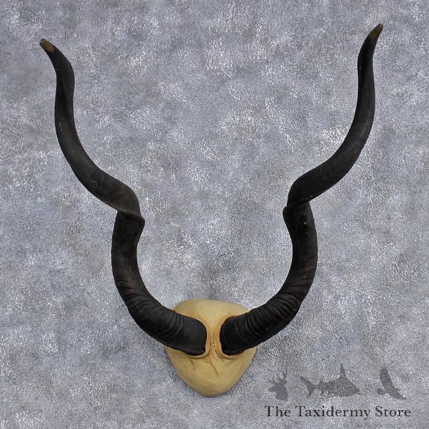 African Greater Kudu Leather Taxidermy Horns #10010 For Sale @ The Taxidermy Store