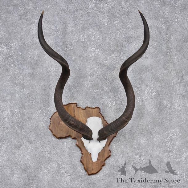 African Greater Kudu Taxidermy Horn Plaque #12550 For Sale @ The Taxidermy Store