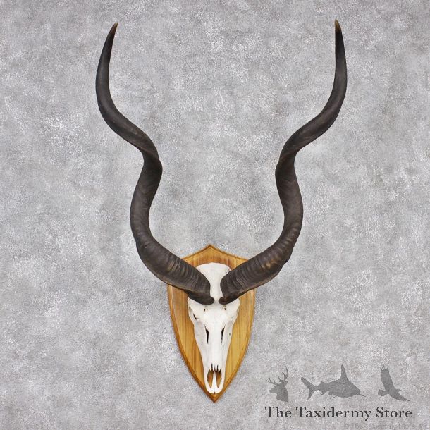 African Greater Kudu Taxidermy Horn Plaque #12551 For Sale @ The Taxidermy Store