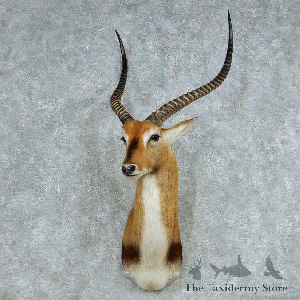 Kafue Flats Lechwe Shoulder Mount #13708 For Sale @ The Taxidermy Store