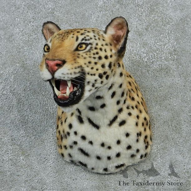 African Leopard Taxidermy Shoulder Mount #12904 For Sale @ The Taxidermy Store