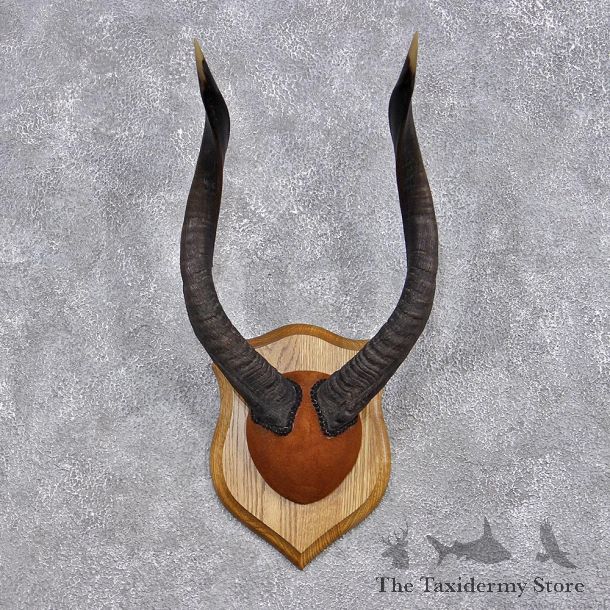 Nyala Horn Taxidermy Plaque Mount #12380 For Sale @ The Taxidermy Store