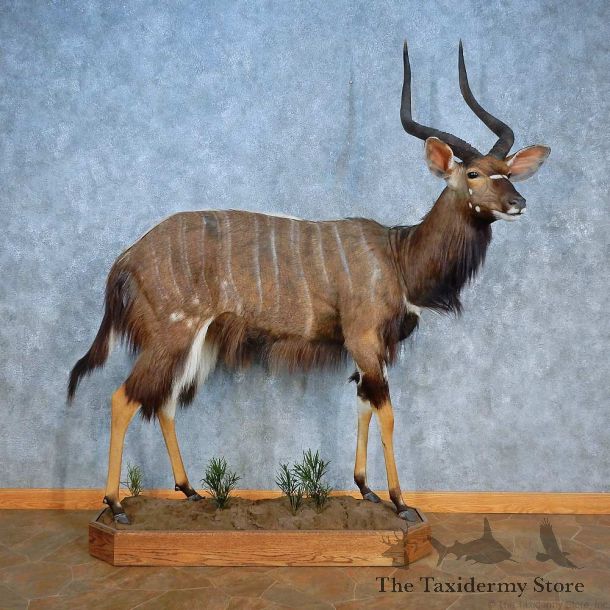 African Nyala Life-Size Mount For Sale #15557 @ The Taxidermy Store