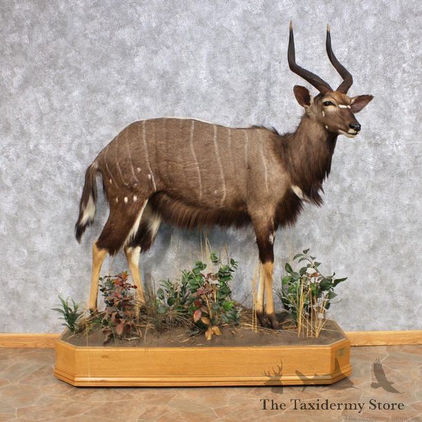 African Nyala Taxidermy Mount #12322 For Sale @ The Taxidermy Store 