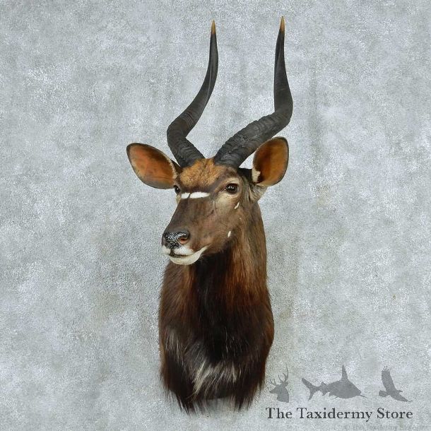 African Nyala Shoulder Mount #13718 For Sale @ The Taxidermy Store