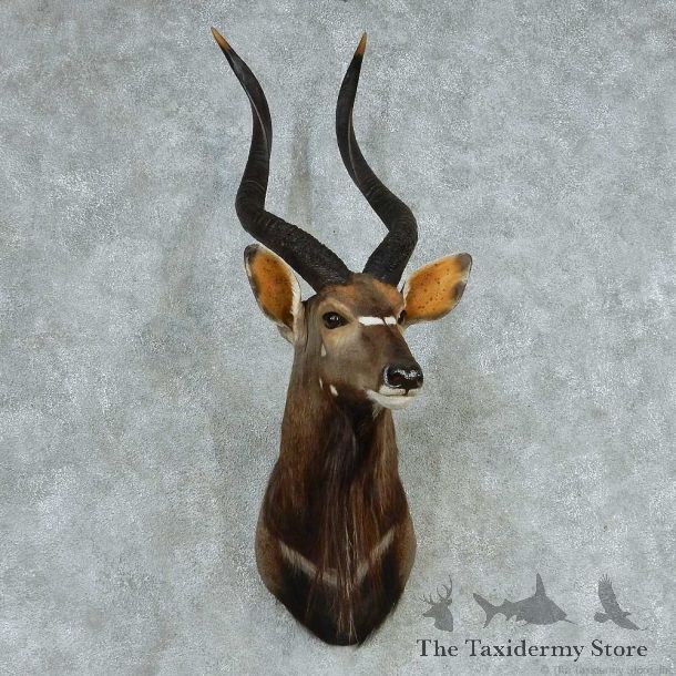 African Nyala Shoulder Mount #13719 For Sale @ The Taxidermy Store