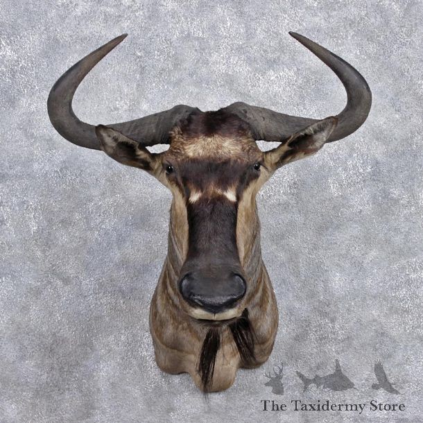 African Nyasa Wildebeest Mount #12368 For Sale @ The Taxidermy Store