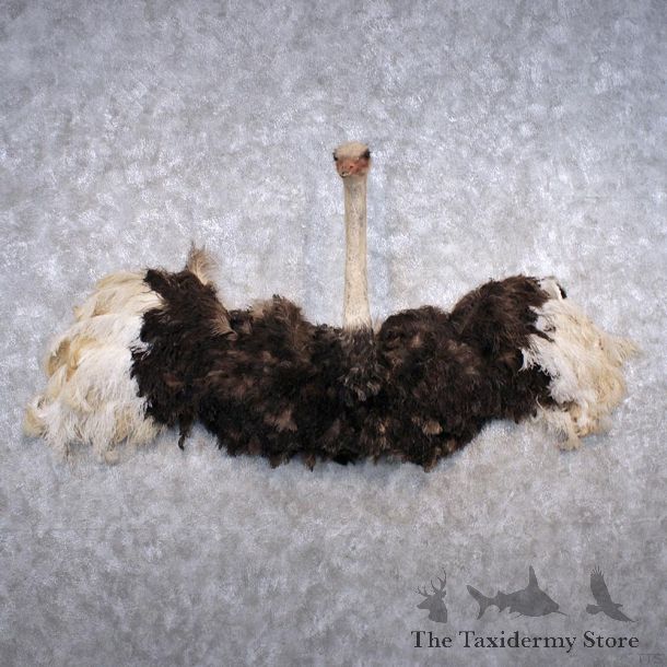 Ostrich Half Life Size Bird Mount #12289 For Sale @ The Taxidermy Store