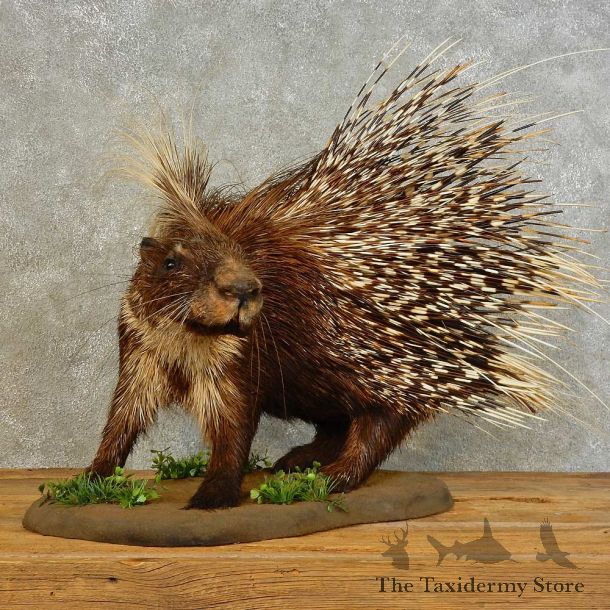 African Crested Porcupine Mount For Sale #16496 @ The Taxidermy Store