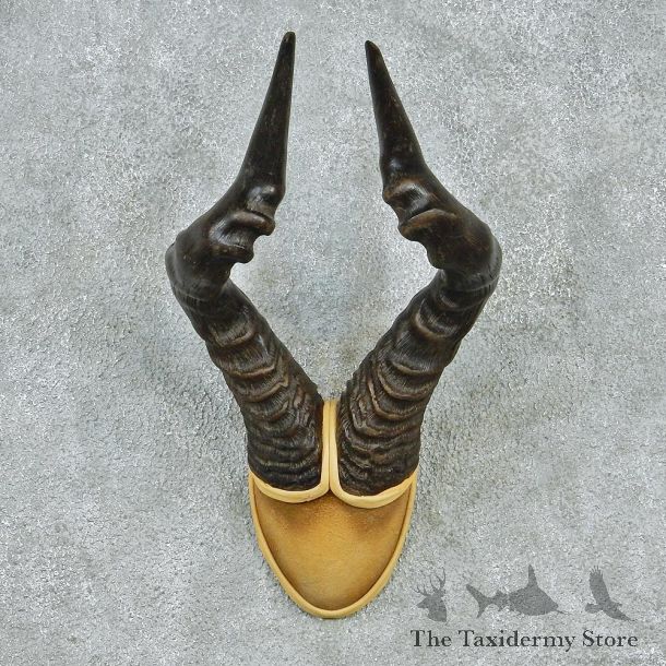 African Red Hartebeest Taxidermy Leather Horn Mount #12559 For Sale @ The Taxidermy Store