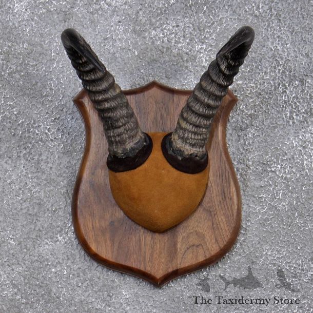 African Common Reedbuck Horn Plaque #10149 For Sale @ The Taxidermy Store