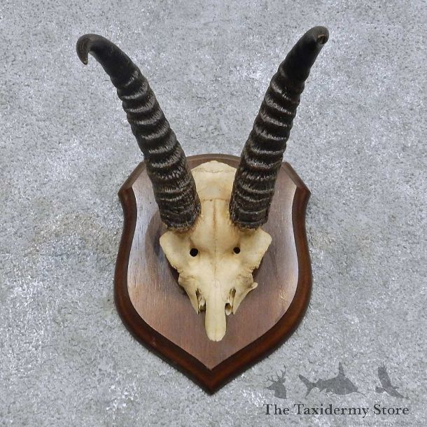 eedbuck Skull Cap & Horns Mount For Sale #14620 @ The Taxidermy Store
