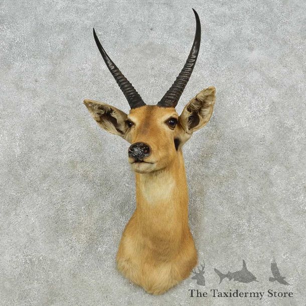 African Reedbuck Shoulder Mount For Sale #14560 @ The Taxidermy Store