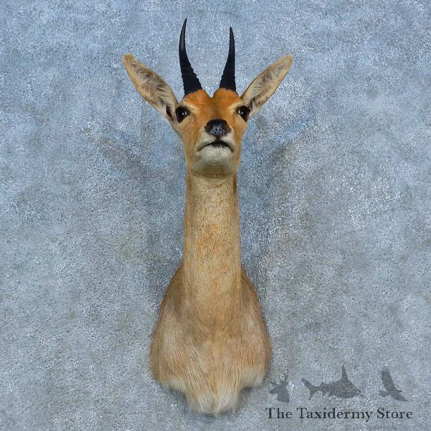 Common Reedbuck Shoulder Mount For Sale #15489 @ The Taxidermy Store