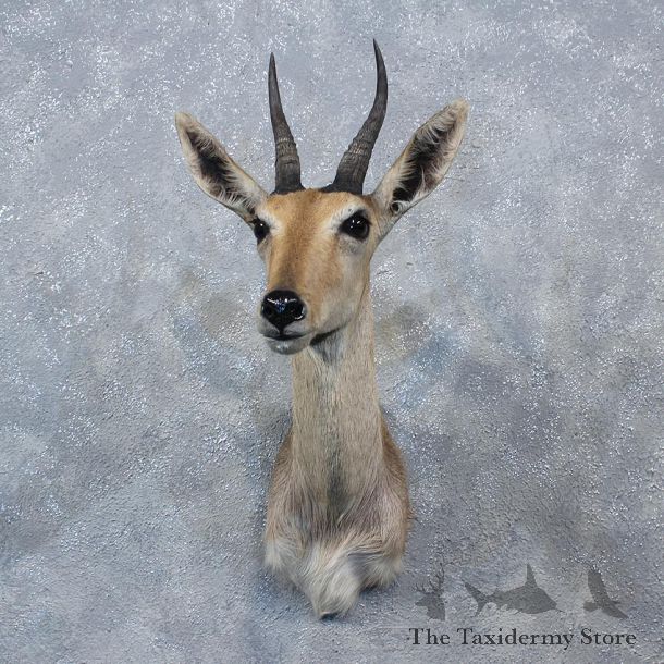 African Common Reedbuck Shoulder #10149 - The Taxidermy Store