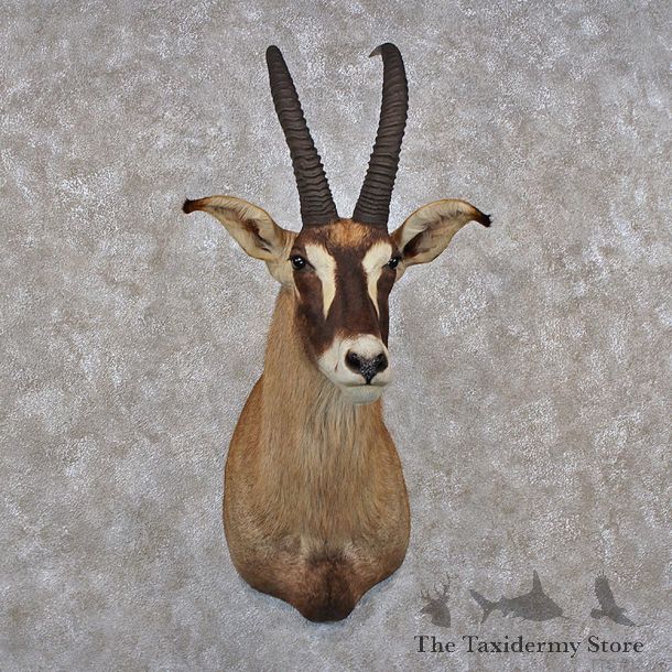 African Roan Antelope Shoulder Mount #10032 For Sale @ The Taxidermy Store