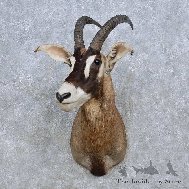 Roan Antelope Shoulder Mount For Sale #14582 @ The Taxidermy Store