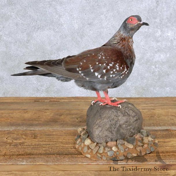 Standing Speckled Pigeon Mount For Sale #14157 @ The Taxidermy Store