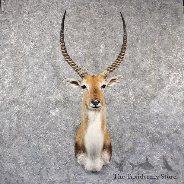 Southern Lechwe Shoulder Mount #11644 For Sale @ The Taxidermy Store