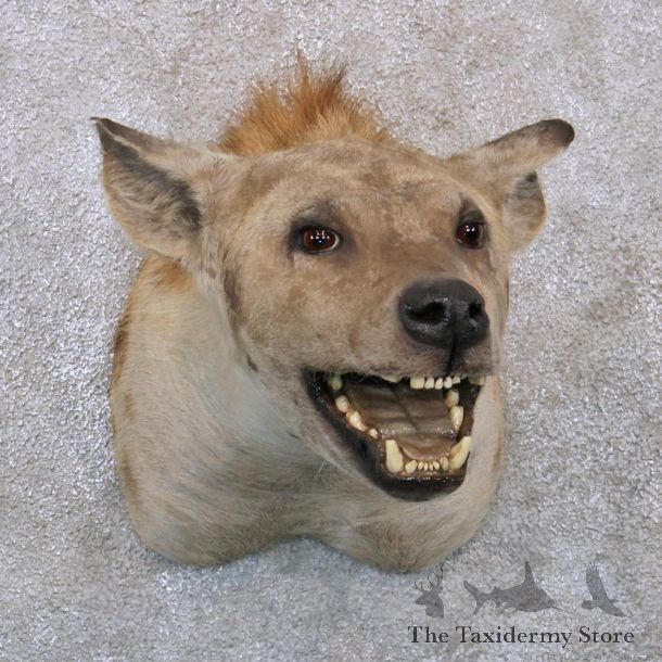 African Hyena Shoulder Mount #12285 For Sale @ The Taxidermy Store