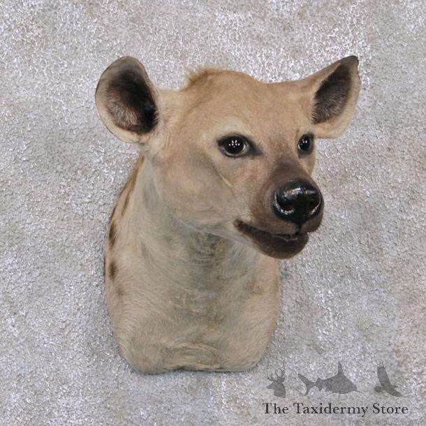 African Hyena Shoulder Mount #12286 For Sale @ The Taxidermy Store