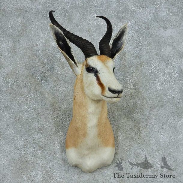 African Springbok Shoulder Mount #13709 For Sale @ The Taxidermy Store