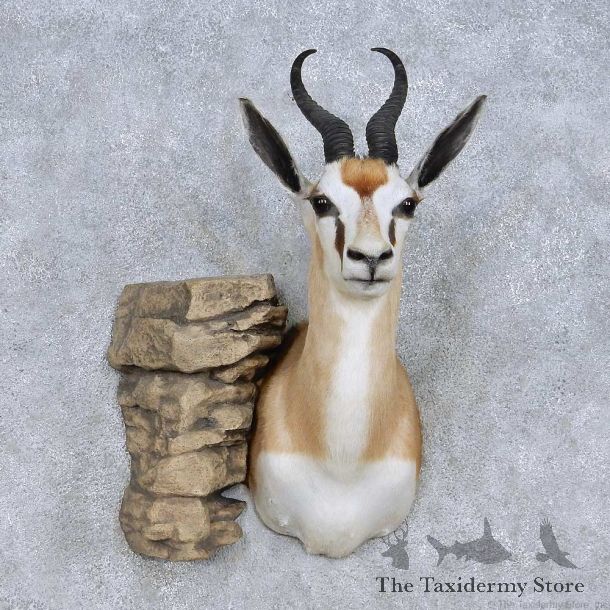 African Springbok Taxidermy Mount For Sale #13979 @ The Taxidermy Store