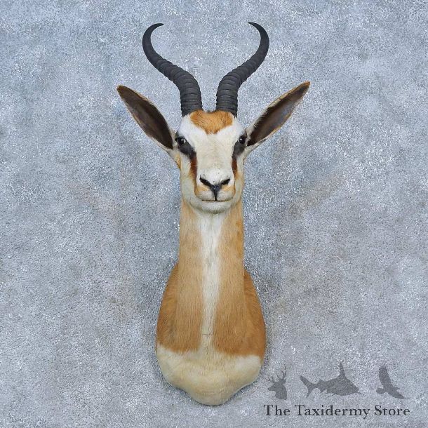 African Springbok Shoulder Mount For Sale #15290 @ The Taxidermy Store