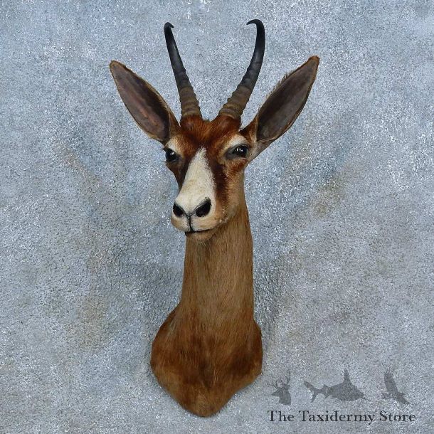 Black Springbok Shoulder Mount For Sale #15541 @ The Taxidermy Store
