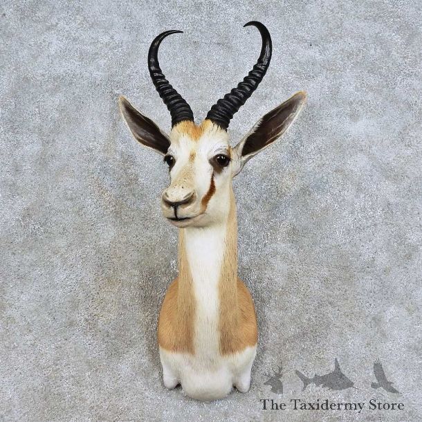 African Springbok Shoulder Mount For Sale #15941 @ The Taxidermy Store
