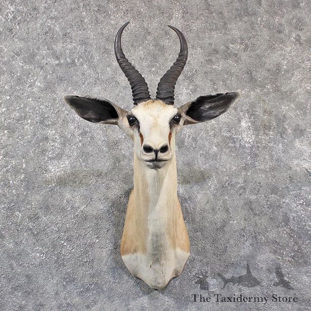 African Springbok Shoulder Mount #11639 For Sale @ The Taxidermy Store
