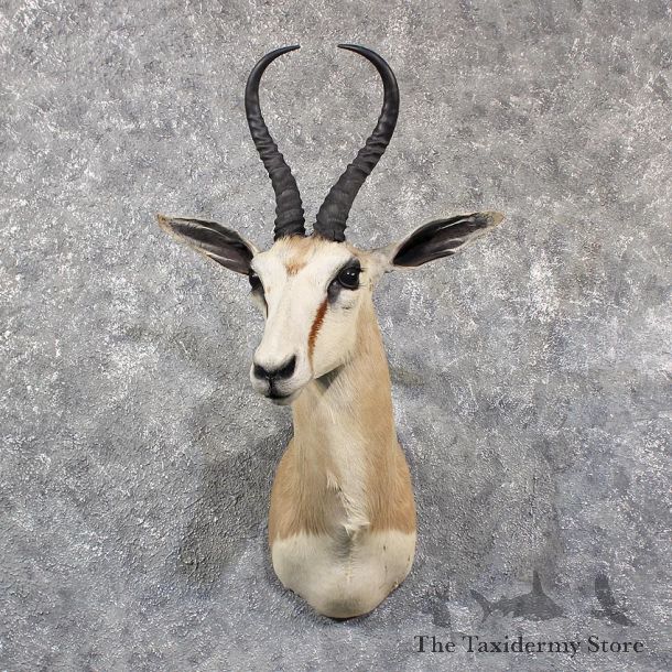 African Springbok Shoulder Mount #11640 For Sale @ The Taxidermy Store