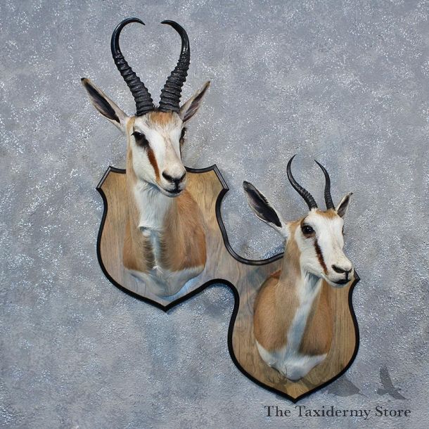 African Springbok Shoulder Mount Pair #12037 For Sale @ The Taxidermy Store