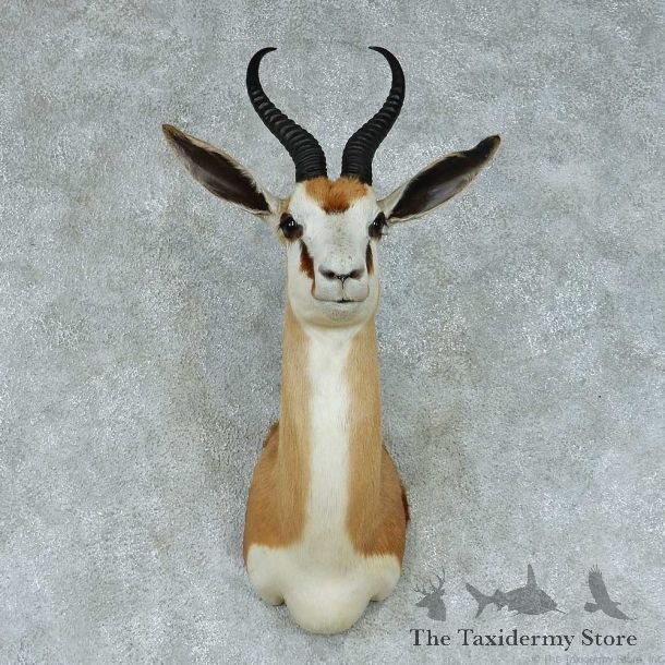 African Springbok Shoulder Taxidermy Mount #13450 For Sale @ The Taxidermy Store
