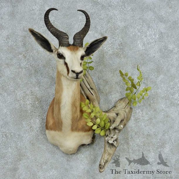 African Springbok Shoulder Mount #13478 For Sale @ The Taxidermy Store
