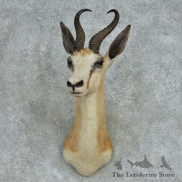 African Springbok Shoulder Mount #13479 For Sale @ The Taxidermy Store