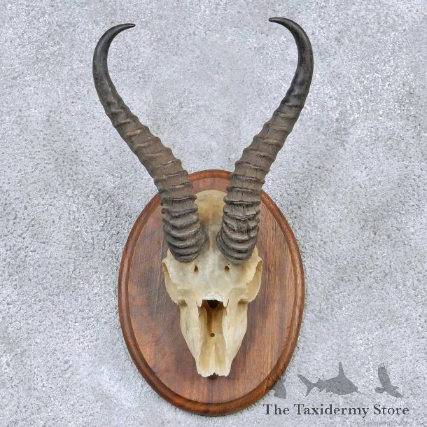 Springbok Skull & Horn Mount For Sale #13896 For Sale @ The Taxidermy Store
