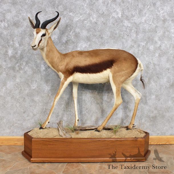 African Common Springbok Life Size Taxidermy Mount #12321 For Sale @ The Taxidermy Store
