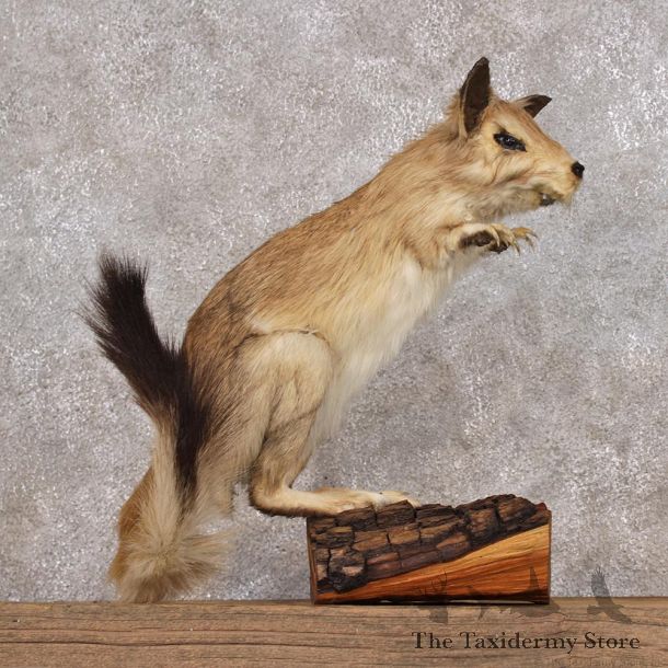 African Springhare Mount For Sale #12313 For Sale @ The Taxidermy Store