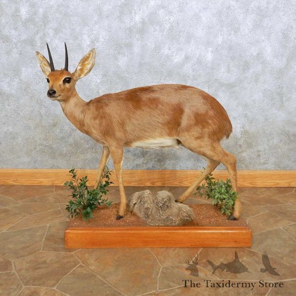 Steenbok Life-Size Taxidermy Mount For Sale #14139 @ The Taxidermy Store