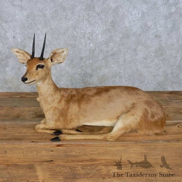 Steenbok Life-Size Mount For Sale #14957 @ The Taxidermy Store