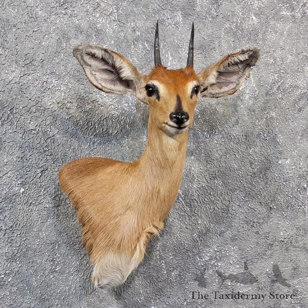 African Steenbok Shoulder Mount #11554 - For Sale - The Taxidermy Store