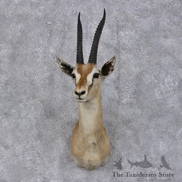 African Thomson's Gazelle Taxidermy Shoulder #12478 For Sale @ The Taxidermy Store