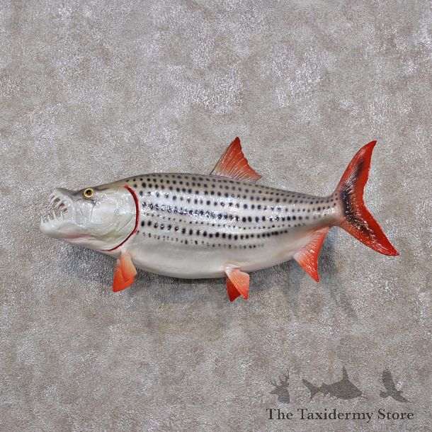 African Tiger Fish Mount #12278 For Sale @ The Taxidermy Store
