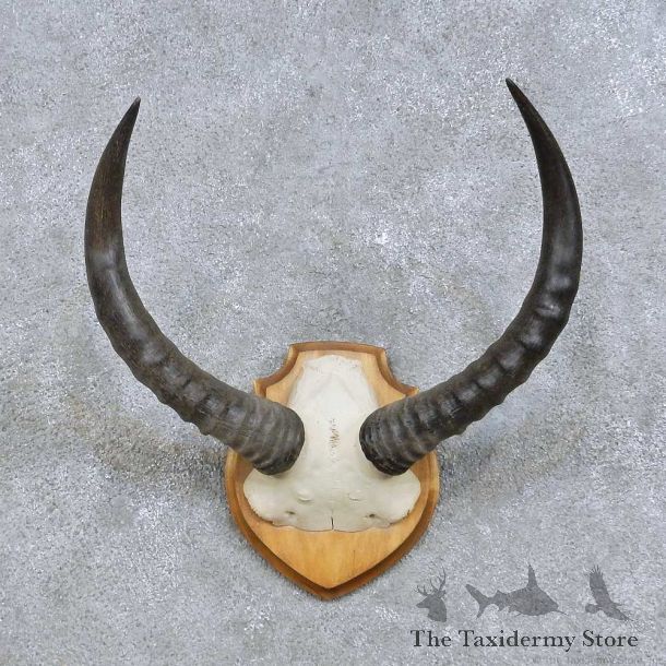 Topi Skull-Cap & Horn Mount For Sale #14616 @ The Taxidermy Store